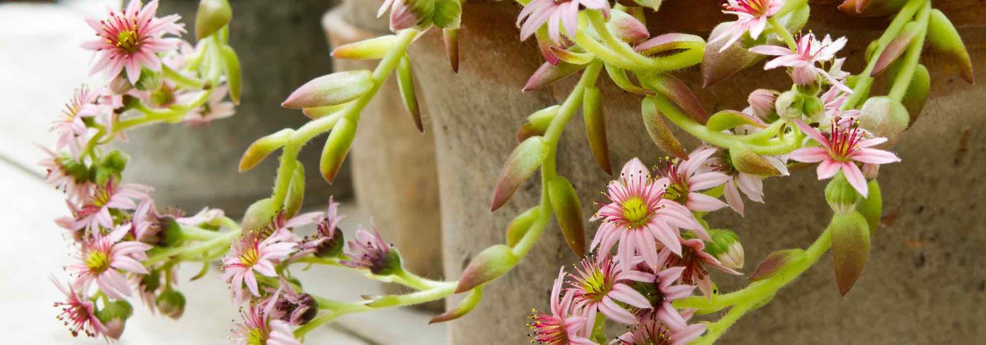 How to grow a Sedum in a pot?