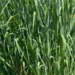 Panicum: the best varieties