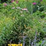 How to transform your garden into a permaculture system?