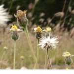 Organic indicator plants: what are they?