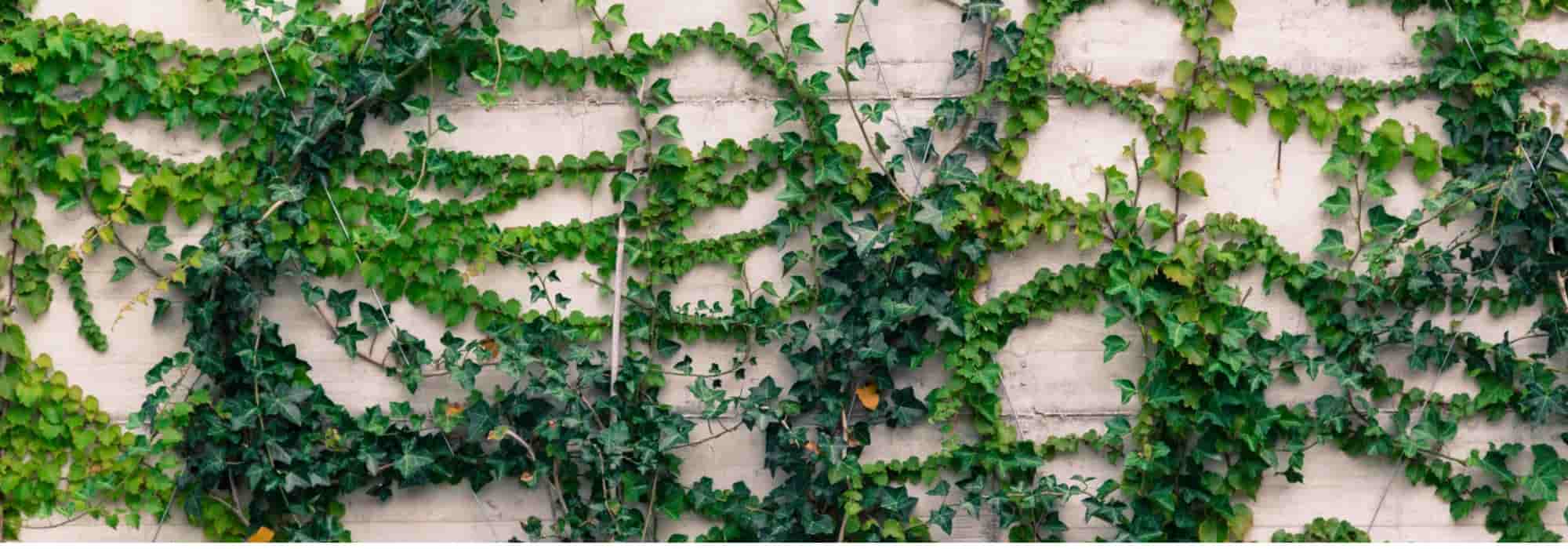 The benefits of climbing plants in permaculture