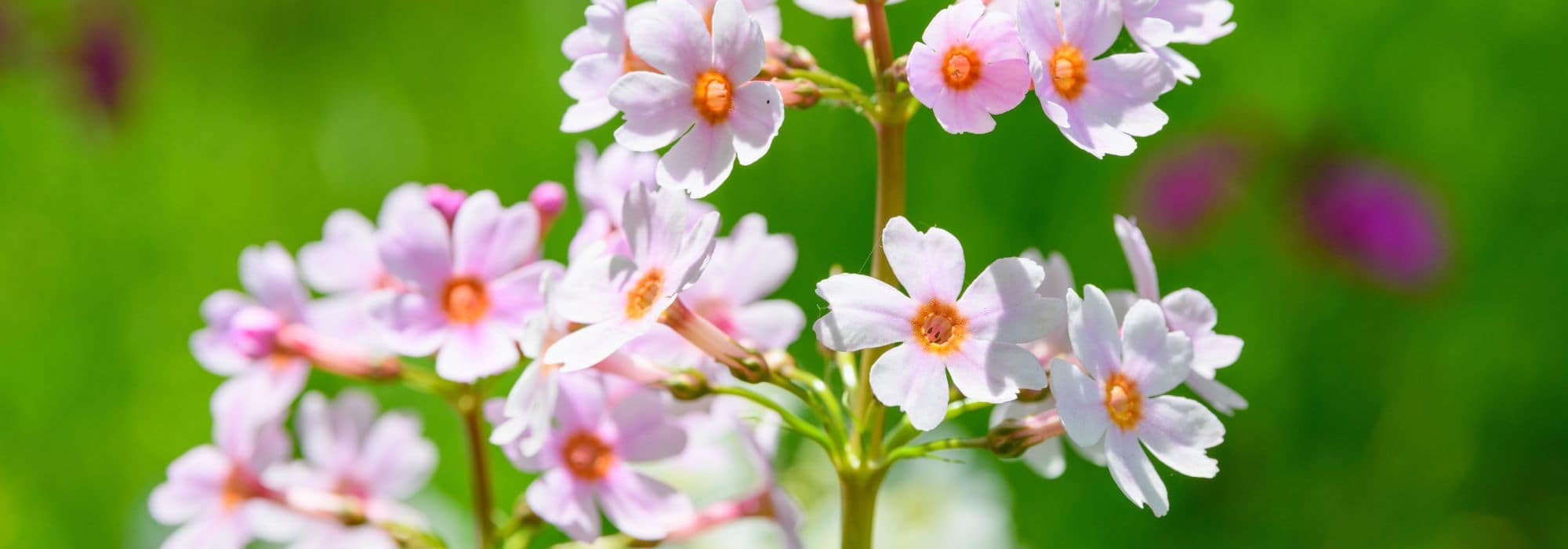 Primroses: the easiest to grow