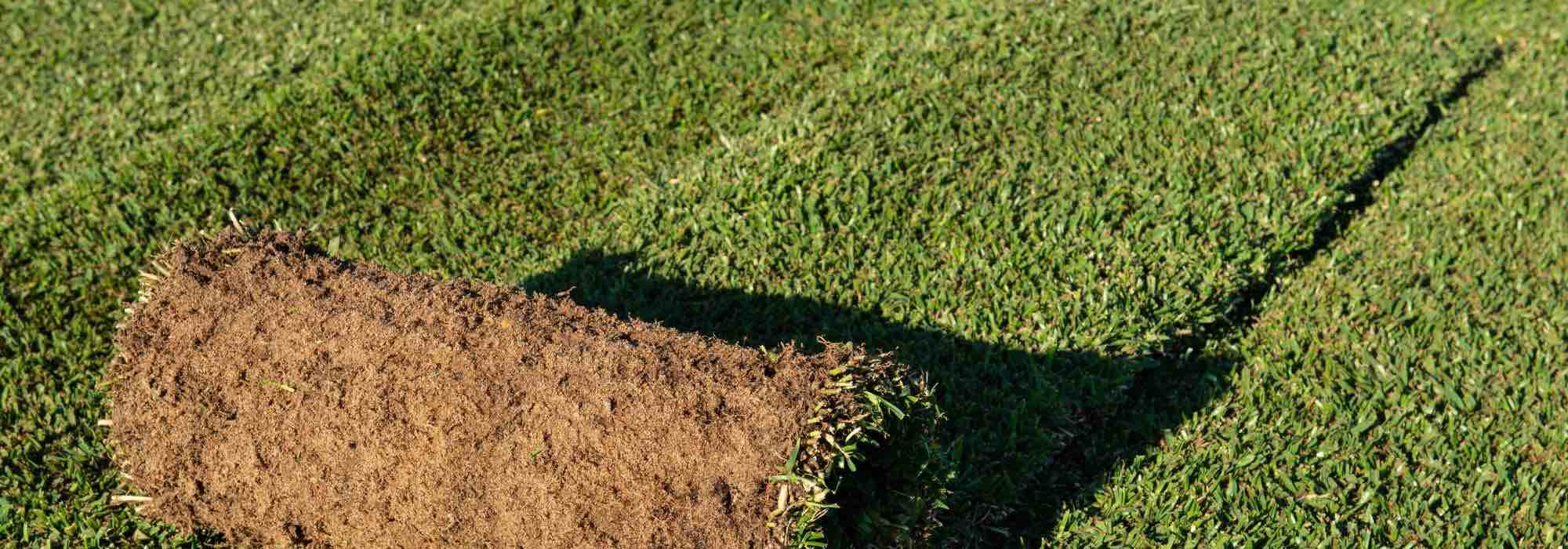 What alternative to lawn should you choose?