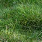 Alternative to lawn: planting Zoysia