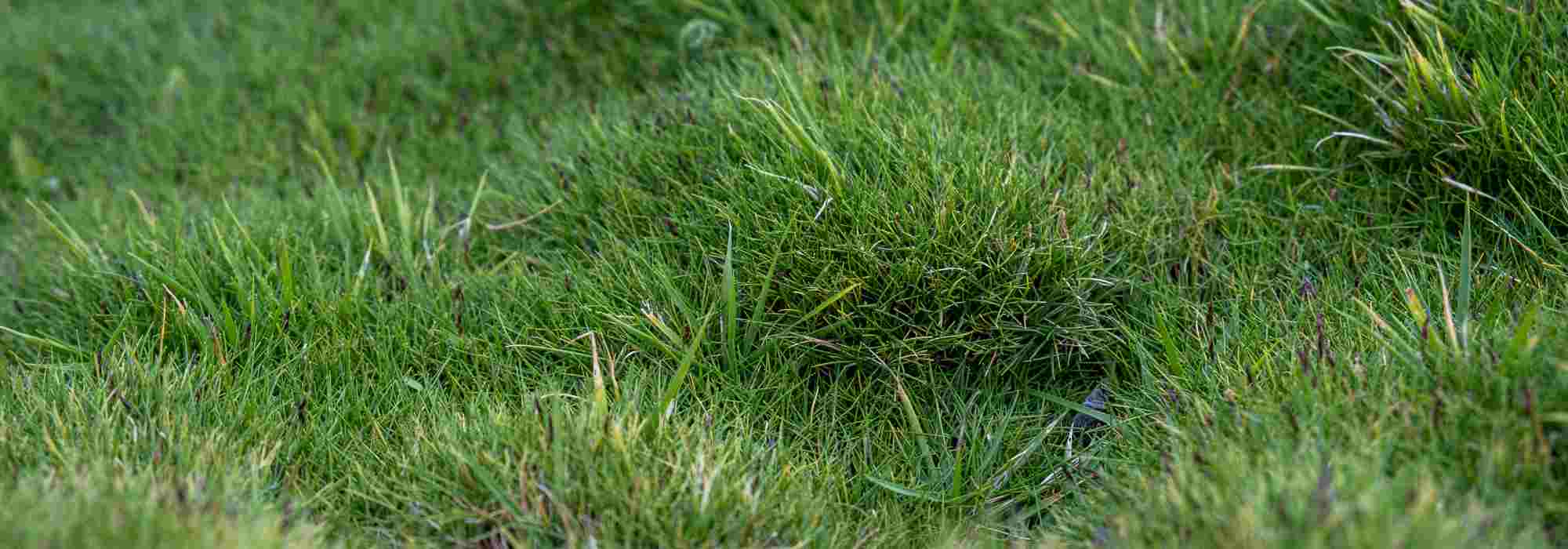 Alternative to lawn: planting Zoysia