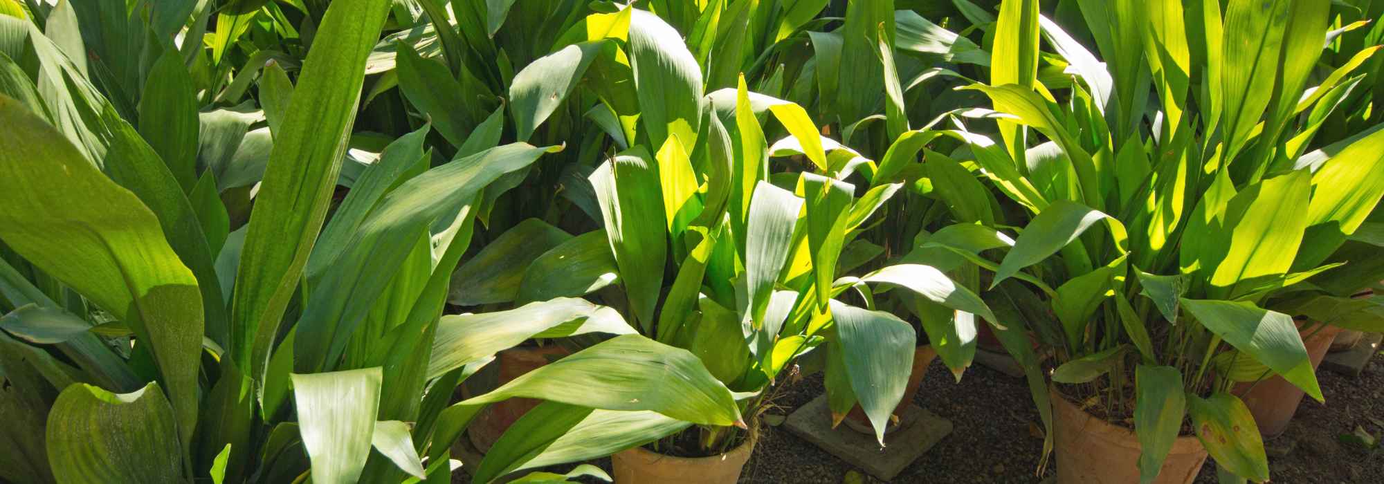 Aspidistra, Cast-iron plant: cultivating and care