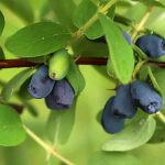 10 unknown edible berries
