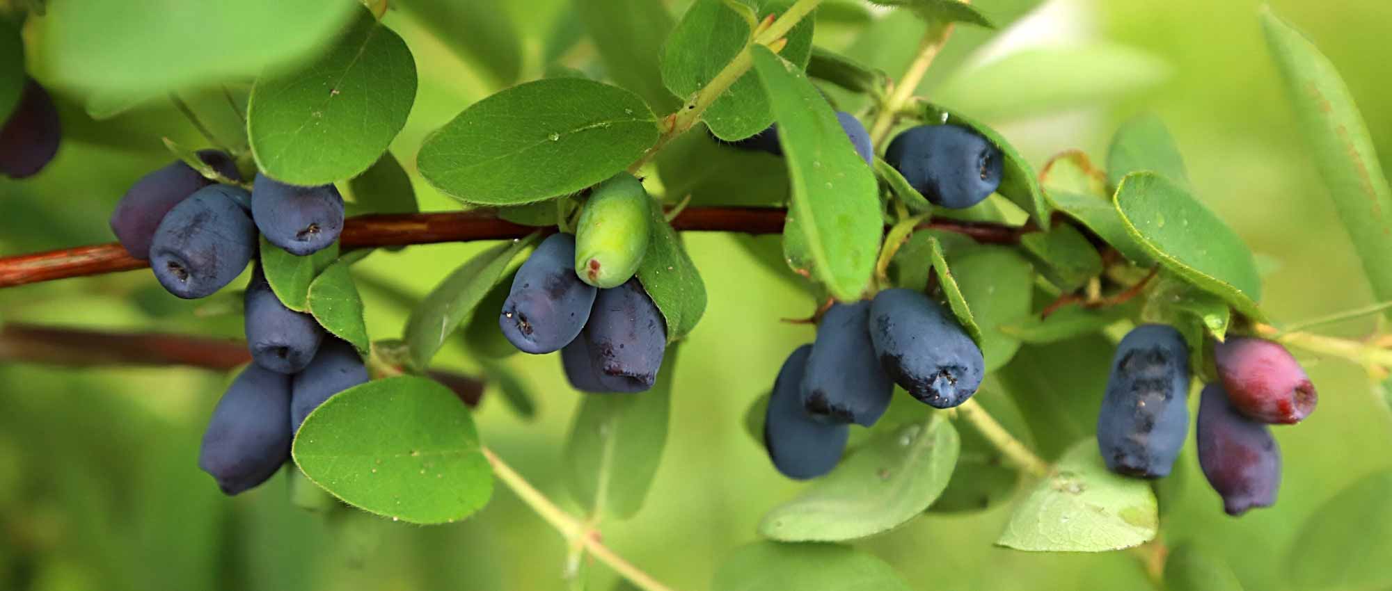 10 unknown edible berries