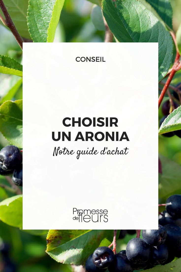 Aronia Buying Guide