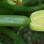 How to choose your courgettes