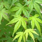 6 Japanese maples with green foliage