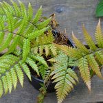 Growing ferns in pots