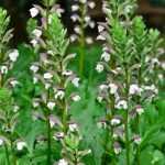 How to harvest and sow Acanthus seeds?