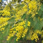 Invasive plant... Should we be afraid of wattle?