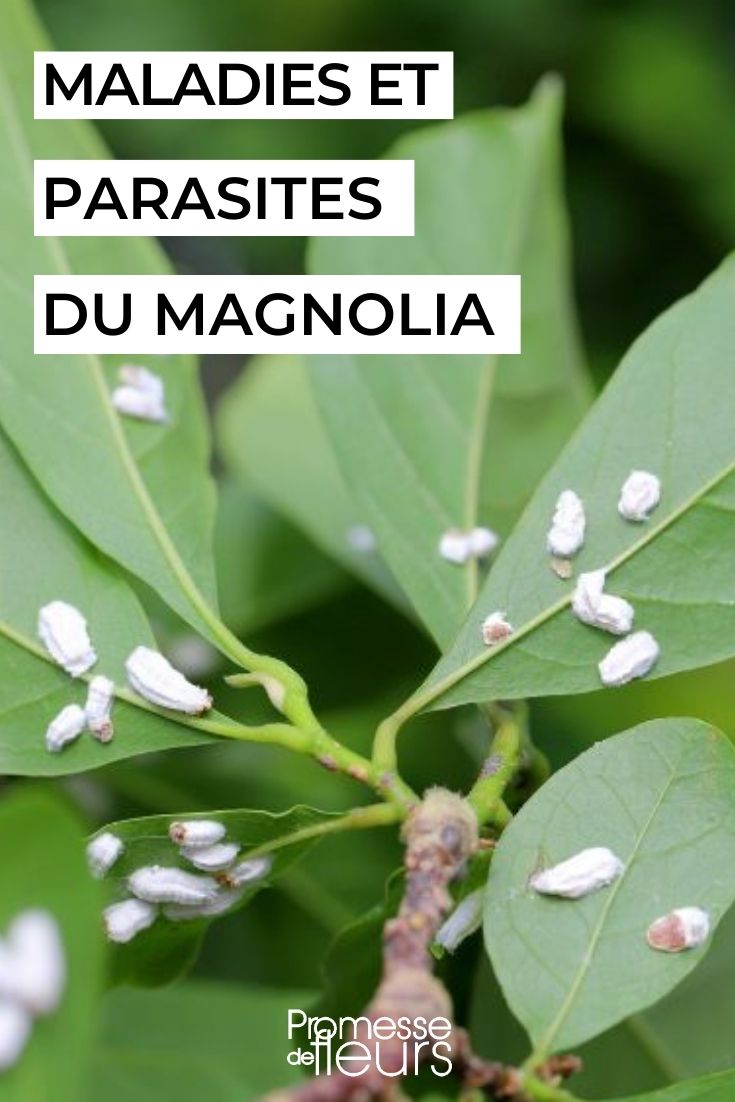 magnolia scale