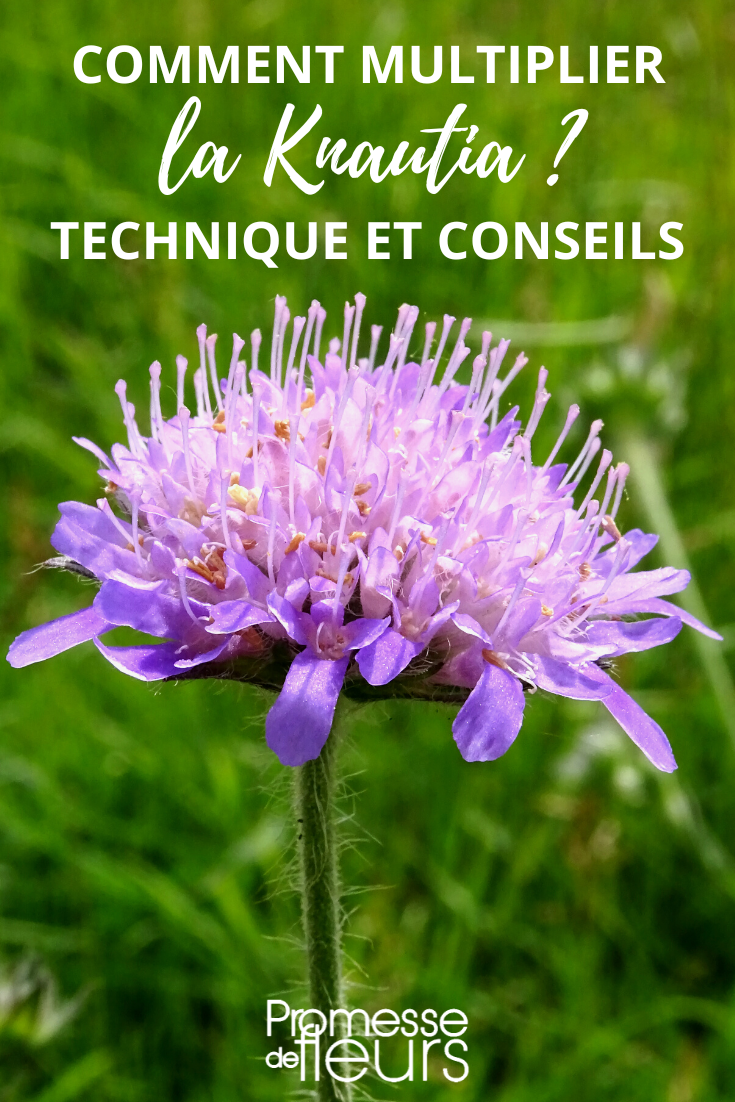 Knautia: cutting and sowing