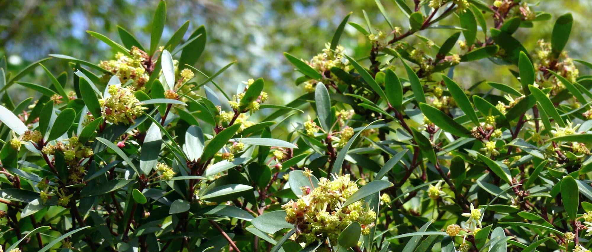 Tasmanian Pepper: Growing and care in the ground or in pots