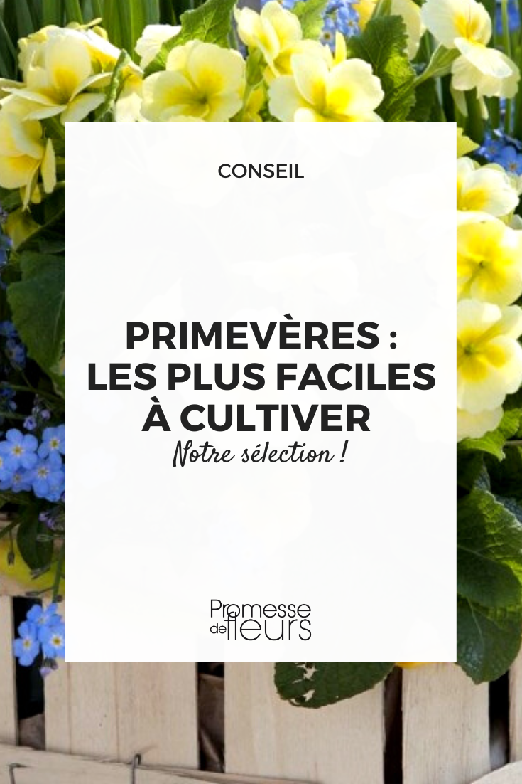 Easy-to-grow Primulas