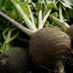 How to successfully grow black radish?