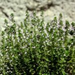 How to propagate thyme?