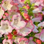 5 lovely ideas to pair Penstemons