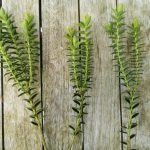 How to take a cutting of shrubby veronica?