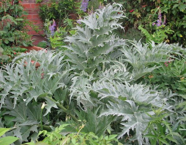 How to sow cardoons?