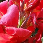 Growing Canna in pots