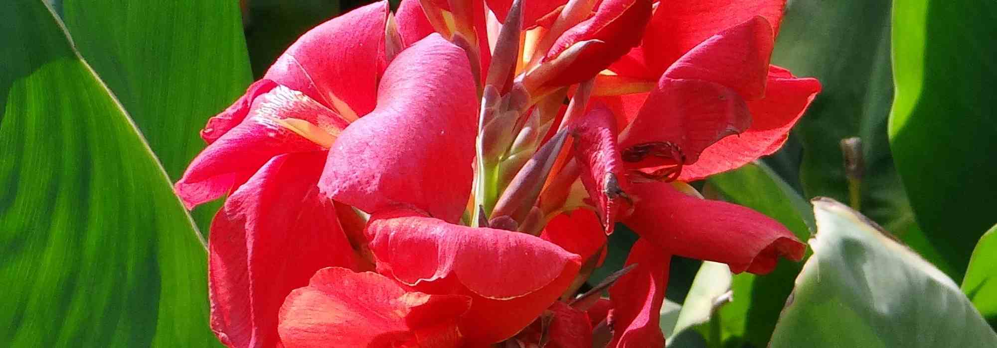 Growing Canna in pots