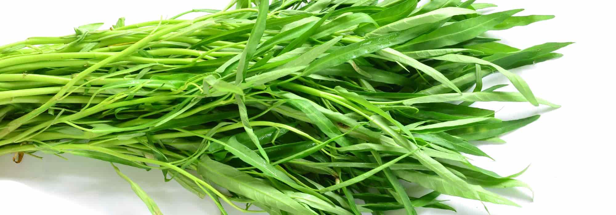 Growing water spinach