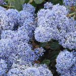 6 decorative-leaved ceanothus