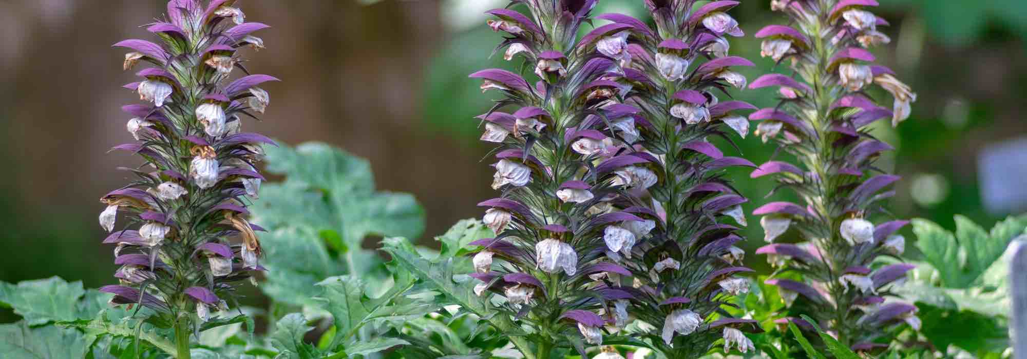 6 varieties of acanthus to grow in the garden
