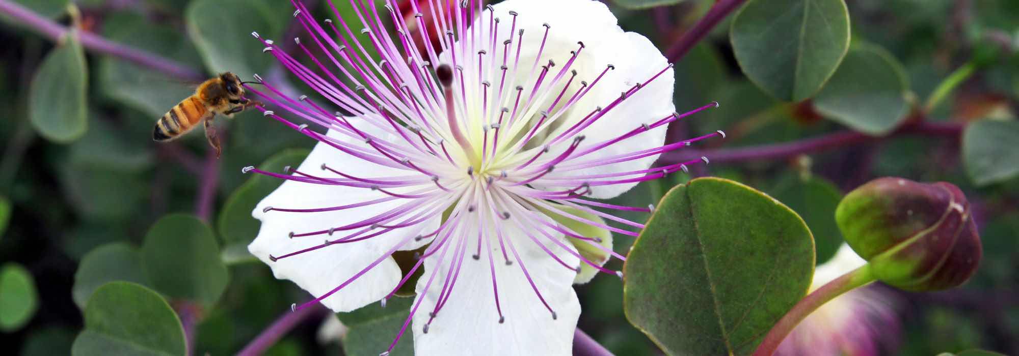 How to grow Caper bush?