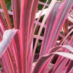 5 Purple-leaved Cordylines
