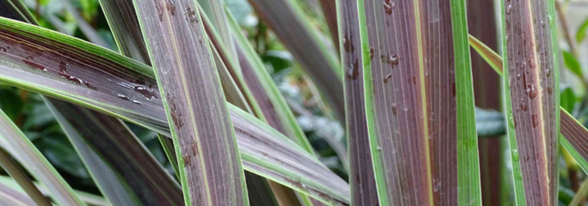 5 variegated cordylines