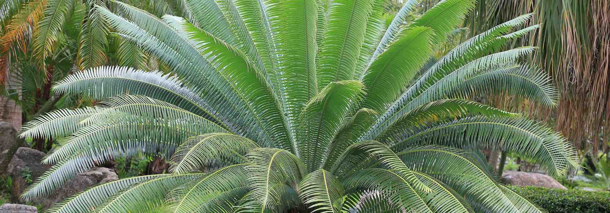 Cycas: 9 pairing ideas
