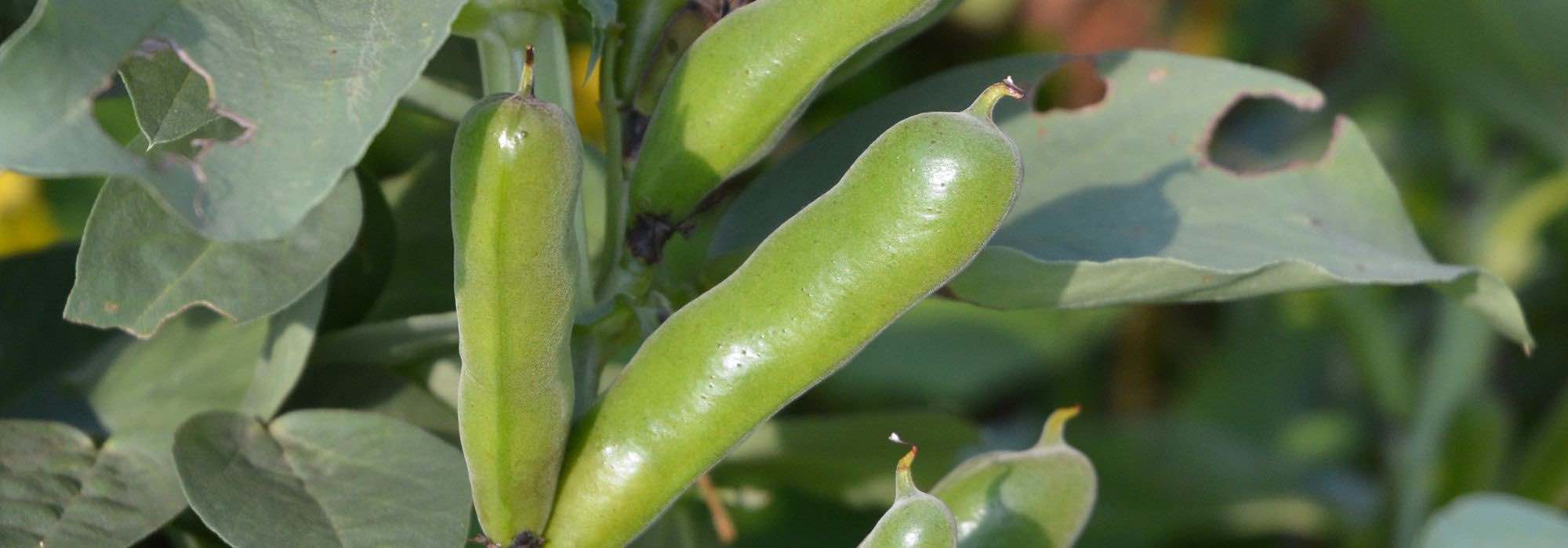 Succeeding in Growing Broad Beans