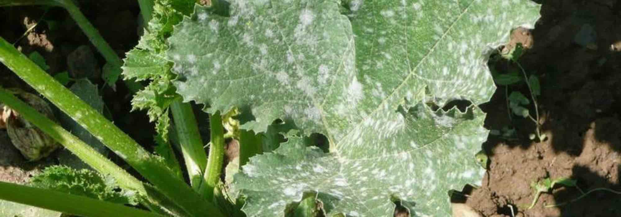 Diseases and pests of squashes and courgettes