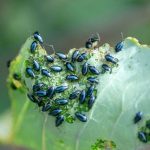 Diseases and pests of turnip