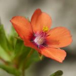 How to get rid of red chickweed?