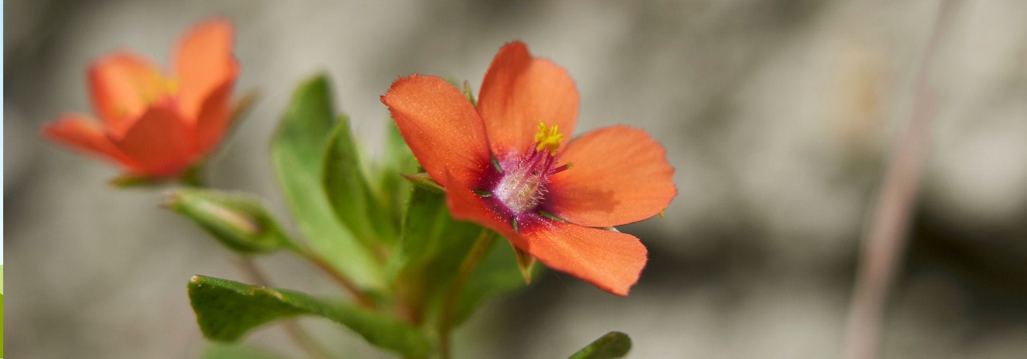 How to get rid of red chickweed?