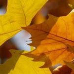 Plane Tree: Planting, Pruning, and Care