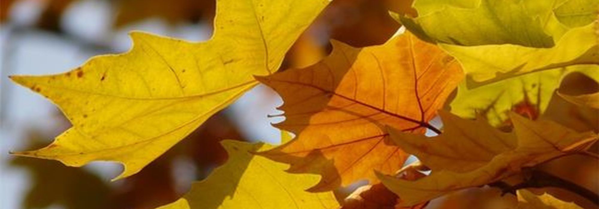 Plane Tree: Planting, Pruning, and Care