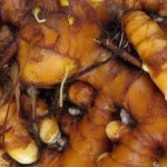 5 original edible roots to grow in the garden