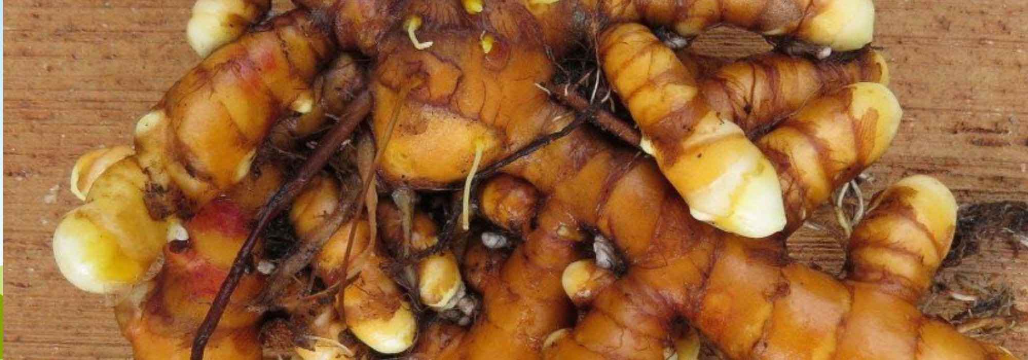 5 original edible roots to grow in the garden