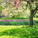 Do not prune these plants in spring