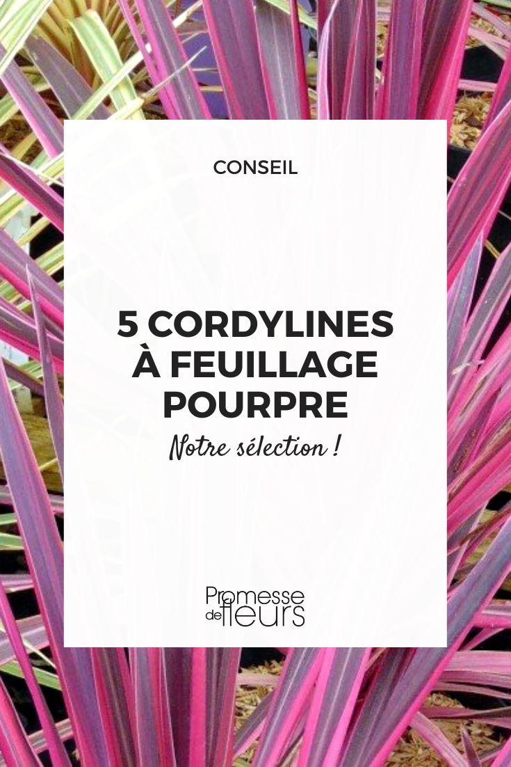 Cordyline australis 'Red Star'