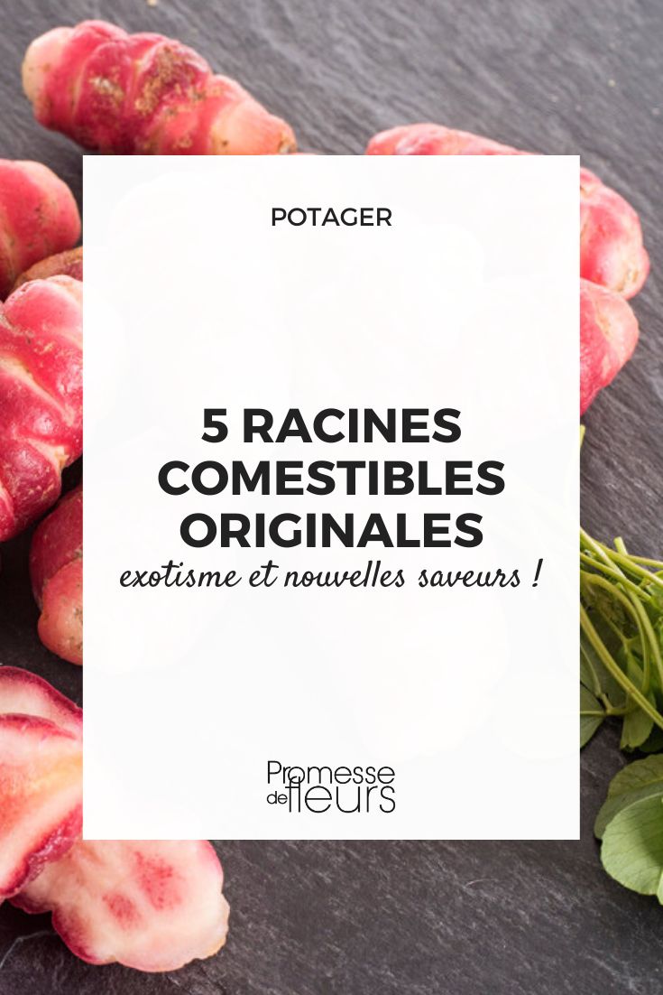Tubercules comestibles originaux