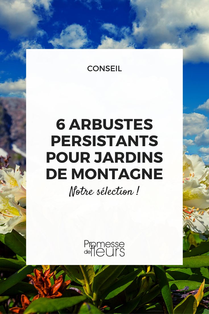 Rhododendron bushes are evergreen in mountain climates.