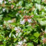 7 dwarf Abelia